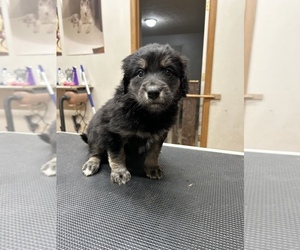 Aussiedoodle Puppy for Sale in INDIANAPOLIS, Indiana USA