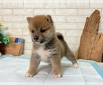 Small Photo #7 Shiba Inu Puppy For Sale in SEATAC, WA, USA