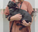 Small #2 Dachshund