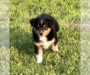 Shel-Aussie Puppy for sale in FORT MORGAN, CO, USA