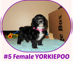 Small #1 Yorkipoo