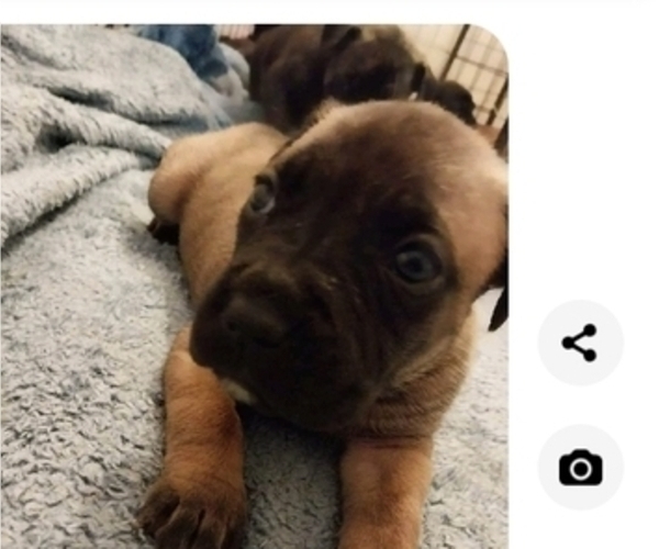Medium Photo #14 Cane Corso Puppy For Sale in ROSEBURG, OR, USA