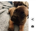 Small Photo #14 Cane Corso Puppy For Sale in ROSEBURG, OR, USA