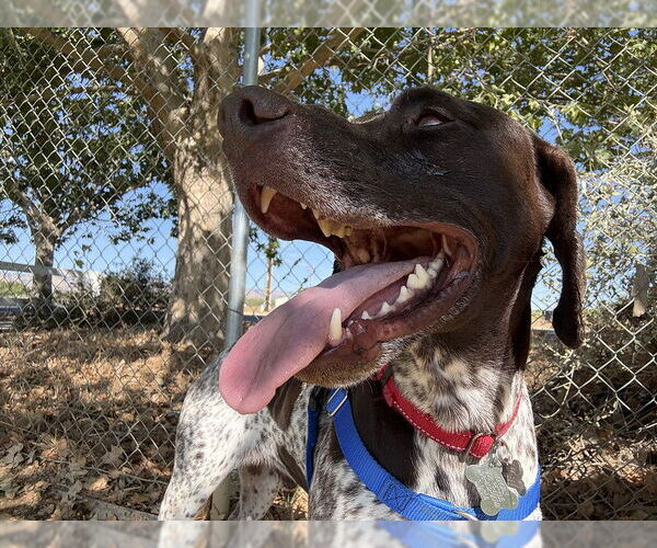 Medium Photo #1 German Shorthaired Pointer Puppy For Sale in Menlo Park, CA, USA