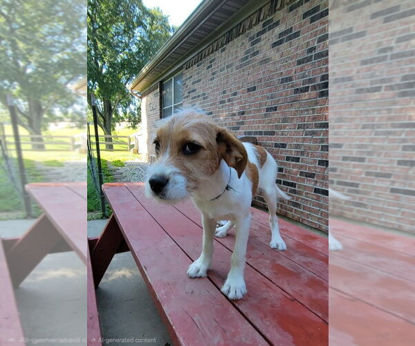 Medium Photo #9 Beagle-Unknown Mix Puppy For Sale in Aurora, IN, USA