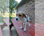 Small #8 Beagle Mix
