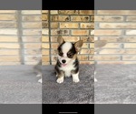 Puppy 2 Pembroke Welsh Corgi