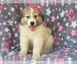 Small Photo #1 Great Pyrenees Puppy For Sale in LAKELAND, FL, USA