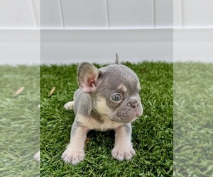 French Bulldog Puppy for sale in CORAL SPRINGS, FL, USA