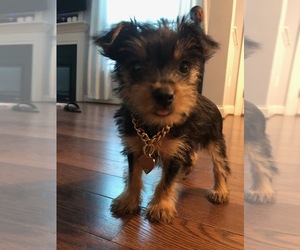 Yorkshire Terrier Puppy for sale in CLAYTON, NC, USA