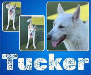 German Shepherd Dog-Unknown Mix Dogs for adoption in Pearland, TX, USA