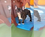 Small Photo #2 French Bulldog Puppy For Sale in HUNTINGTON BEACH, CA, USA