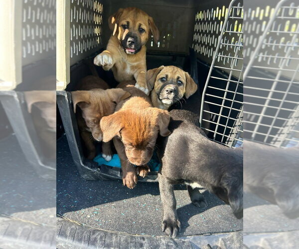 Medium Photo #2 Labrador Retriever-Unknown Mix Puppy For Sale in Aurora, IN, USA