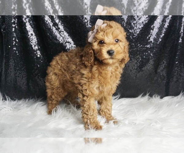 Medium Photo #4 Poodle (Toy) Puppy For Sale in WARSAW, IN, USA