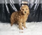 Small Photo #79 Poodle (Toy) Puppy For Sale in WARSAW, IN, USA