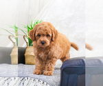 Small Photo #13 Goldendoodle (Miniature) Puppy For Sale in SYRACUSE, IN, USA