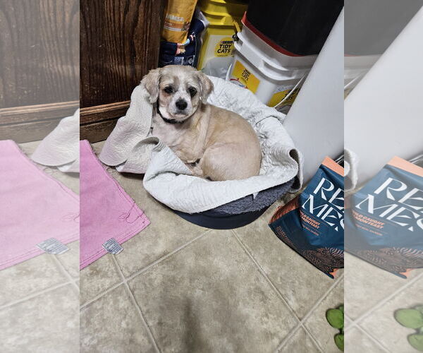 Medium Photo #2 Mutt Puppy For Sale in Fenton, MO, USA