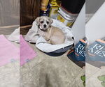 Small #1 Mutt
