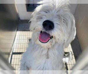 - Mix Dogs for adoption in Orange, CA, USA