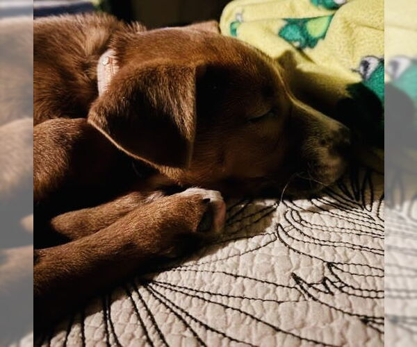 Medium Photo #6 Shepradors Puppy For Sale in Princeton, MN, USA