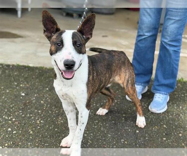 Medium Photo #1 Bull Terrier-Unknown Mix Puppy For Sale in Petaluma, CA, USA
