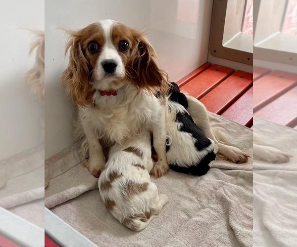 Medium Photo #1 Cavalier King Charles Spaniel Puppy For Sale in MOUNT PLEASANT, MI, USA