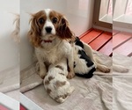 Small Photo #1 Cavalier King Charles Spaniel Puppy For Sale in MOUNT PLEASANT, MI, USA