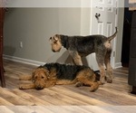 Small Photo #3 Airedale Terrier Puppy For Sale in HAMPTON, VA, USA