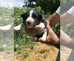 Puppy 1 Australian Shepherd