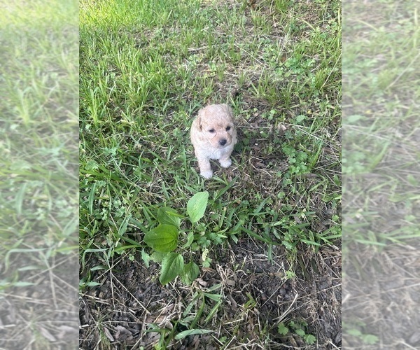 Medium Photo #2 Maltipoo Puppy For Sale in RICHWOOD, LA, USA
