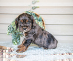 Puppy Fudge Paws Cocker Spaniel