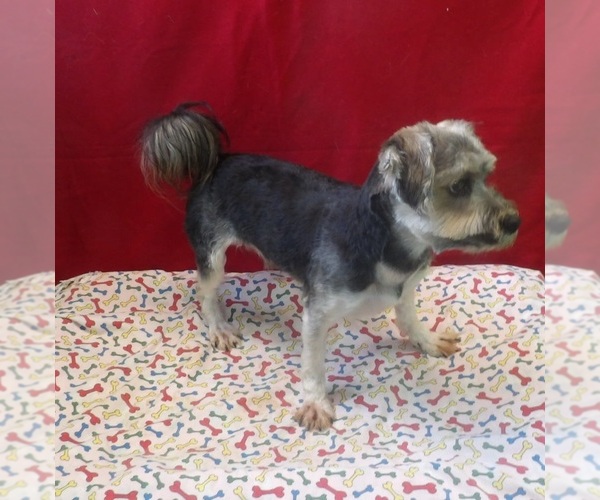 Medium Photo #4 Morkie Puppy For Sale in PATERSON, NJ, USA