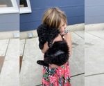 Small Photo #7 Labradoodle-Poogle Mix Puppy For Sale in SAN FRANCISCO, CA, USA