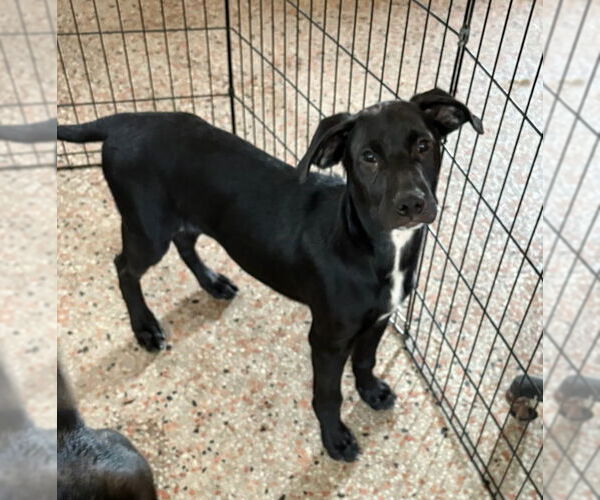 Medium Photo #1 Catahoula Leopard Dog-Labrador Retriever Mix Puppy For Sale in Sanford, FL, USA