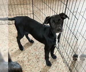 Catahoula Leopard Dog-Labrador Retriever Mix Dogs for adoption in Sanford, FL, USA