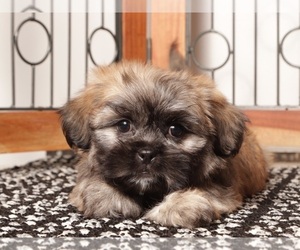 Zuchon Puppy for sale in NAPLES, FL, USA