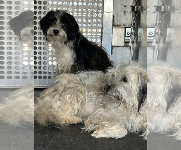 Medium Photo #4 Havashu Puppy For Sale in Grafton, WI, USA