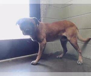 Mutt Dogs for adoption in Tulsa, OK, USA