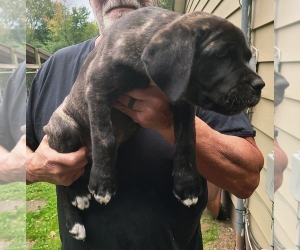 Medium Photo #3 Cane Corso Puppy For Sale in NUNICA, MI, USA