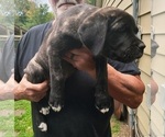Litter of 1 - Female Cane Corso Puppy for Sale - Photo #3