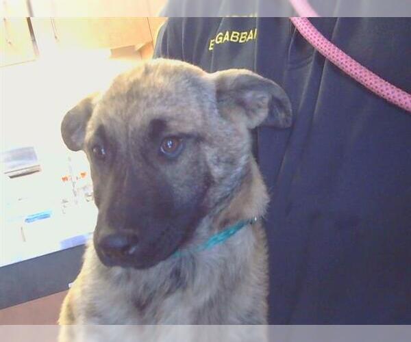 Medium Photo #1 German Shepherd Dog-Unknown Mix Puppy For Sale in Sacramento, CA, USA