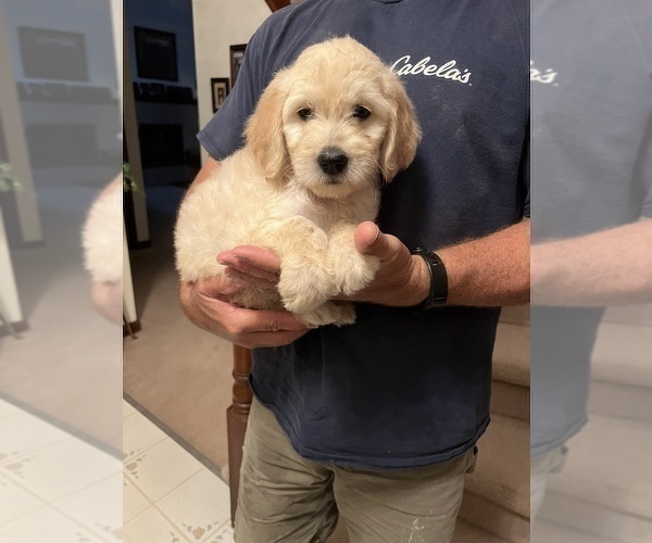 Full screen Photo #3 Goldendoodle Puppy For Sale in PARKER, CO, USA