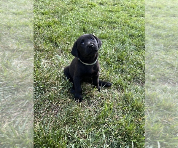 Medium Photo #31 Labrador Retriever Puppy For Sale in GLADSTONE, VA, USA