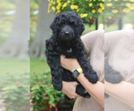 Puppy Skittles Goldendoodle