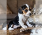 Small Photo #9 Beagle Puppy For Sale in FORDLAND, MO, USA