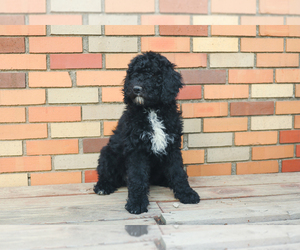 Bernedoodle Puppy for sale in CARLOCK, IL, USA