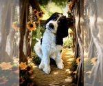 Small #8 Bernedoodle