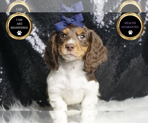 Medium Photo #7 Dachshund Puppy For Sale in WARSAW, IN, USA