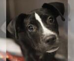 Small #1 Labrador Retriever Mix