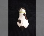 Small Photo #12 German Shorthaired Pointer Puppy For Sale in SAINT GEORGE, SC, USA
